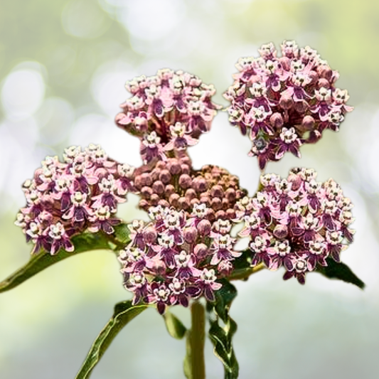 Milkweed Seeds - 30 Non-GMO Narrow-Leaved Variety for Monarch Butterflies - Asclepias fascicularis