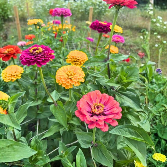 California Giant Zinnia Seeds 100 Count Bright Colors Zinnia elegans Garden Flower Seeds