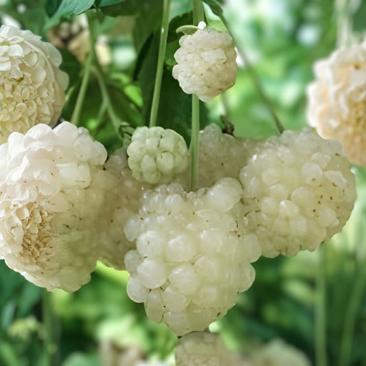 Bare Root Blackberry Plants - 10 Pack - Snowbank Thorny Variety - Unique White Berries - Rubus - Edible Fruit - Zones 5-9
