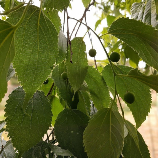 Live Hackberry Tree Bare Root – Durable Wildlife-Friendly Celtis occidentalis for Zones 3-9