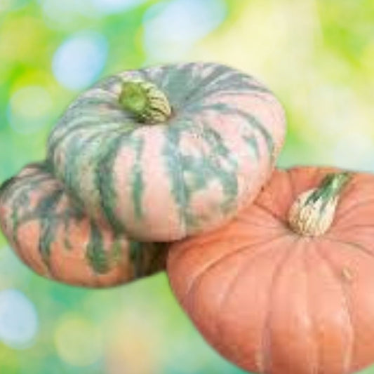 Organic Hound Pumpkin Seeds 10 Speckled Seeds Cucurbita pepo USA Grown Heirloom Garden Plant