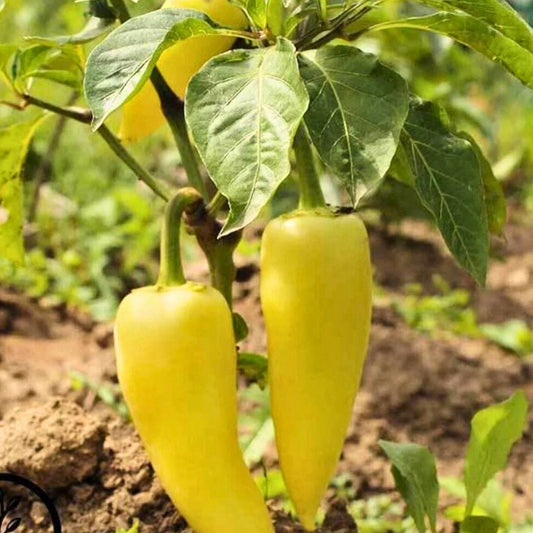 Sweet Hungarian Yellow Wax Pepper Seeds - Heirloom Non-GMO Capsicum annuum - 100 Seeds, Yellow Wax Pepper, Garden Seedling