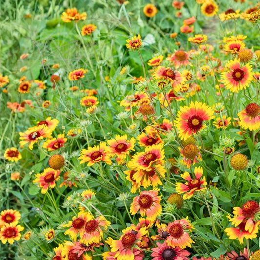 Golden Joy Blanket Flower Seeds 200 Non-GMO Vibrant Yellow Blooms Gaillardia aristata Garden Plant