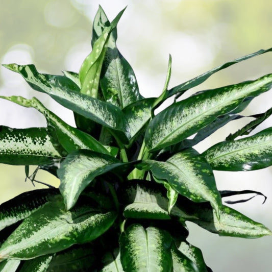 Dieffenbachia Panther Plant - 6" Pot - Rare Variegated Camouflage - Indoor Houseplant - Aglaonema Firecracker