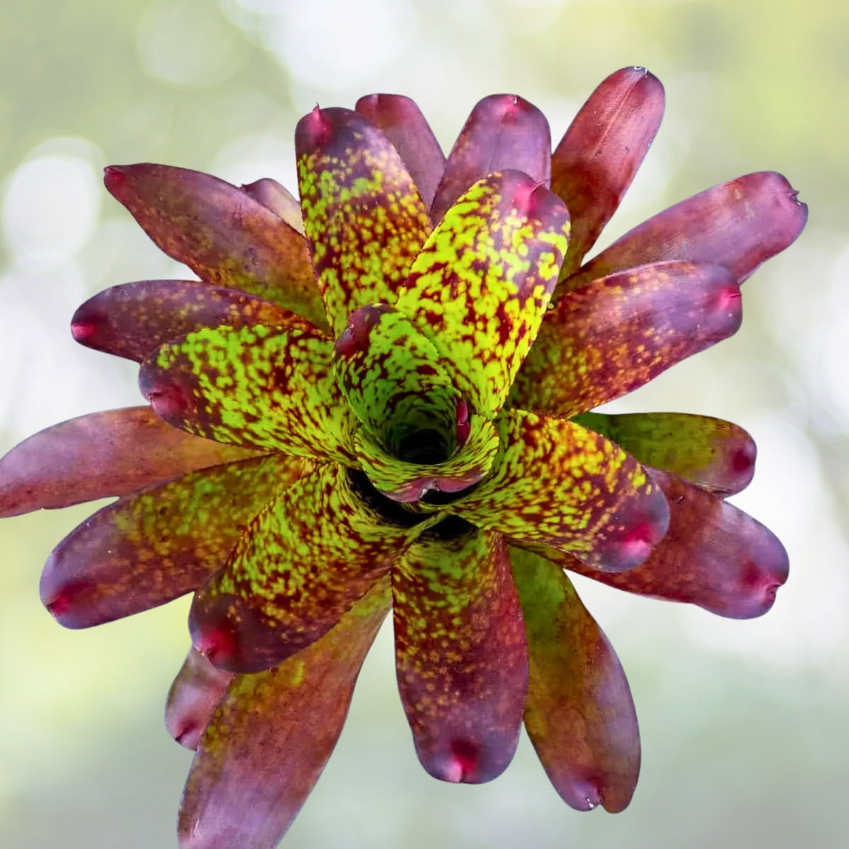 Neoregelia Tequila Bromeliad Plant - 6" Tropical Indoor Houseplant - Neoregelia spp. - Vibrant Green and Pink Foliage