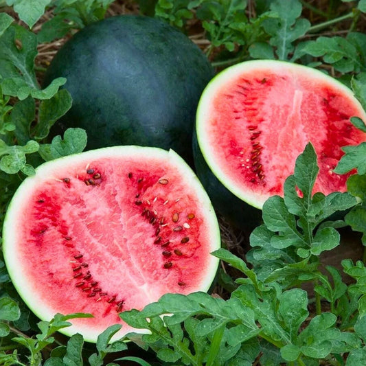 Heirloom Watermelon Seeds Collection 6-Pack Non-GMO Sweet Variety for Home Garden Citrullus lanatus