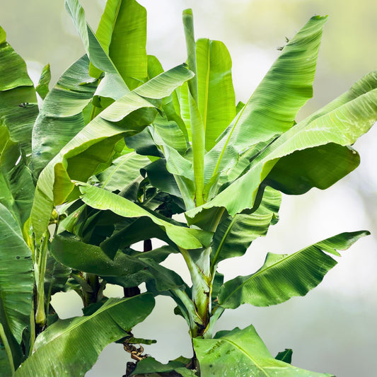 Banana Tree Starter Plant - 3 Gran Nain - Dwarf Fruit Tree - Musa acuminata - Sweet Bananas for Garden or Pots