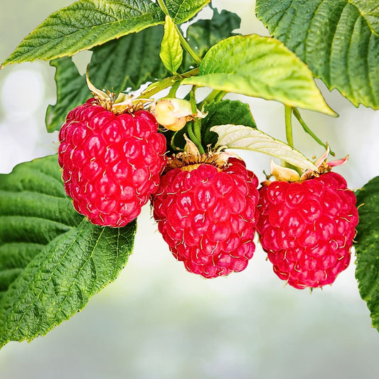 Boyne Early Season Red Raspberry Potted Plants - 1-2 Years - Rubus idaeus - Fruit Bearing Variety for Home Garden