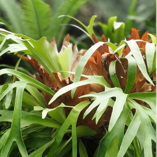 Staghorn Fern Plant | Easy Care Air-Purifying Antler-Like Houseplant | Platycerium bifurcatum | Unique Tropical Decor
