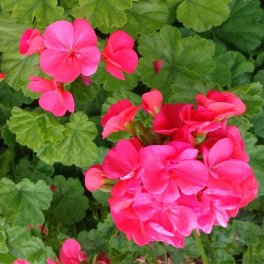 Hardy Geranium Cuttings 5 x 6" Fragrant Red Orange Flowers (Pelargonium) Fresh Plant Starts