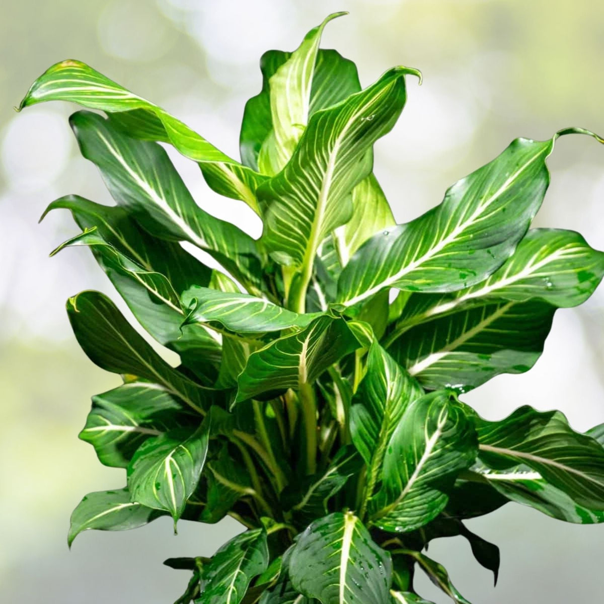 Dieffenbachia 'Sterling' 9" Pot | Hand-Painted Foliage Houseplant | Bright Interior Decor | Dieffenbachia maculata