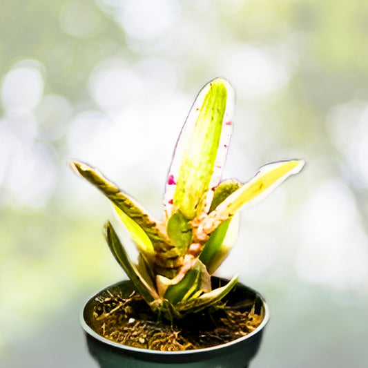 Neoregelia Gismo Bromeliad Plant in 4" Pot | Tropical Houseplant | Indoor Plant Decor | Neoregalia Gismo