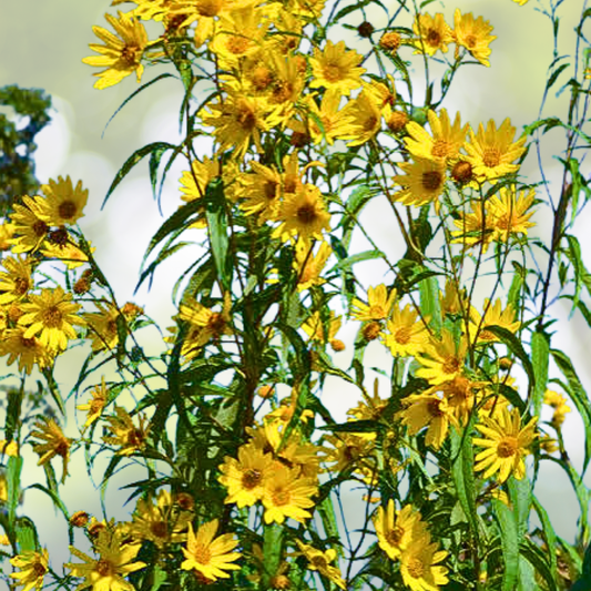 Wildflower Seed Mix - 1000 Non-GMO Seeds - Mississippi State Flower Perennials & Annuals - Native Wildflowers