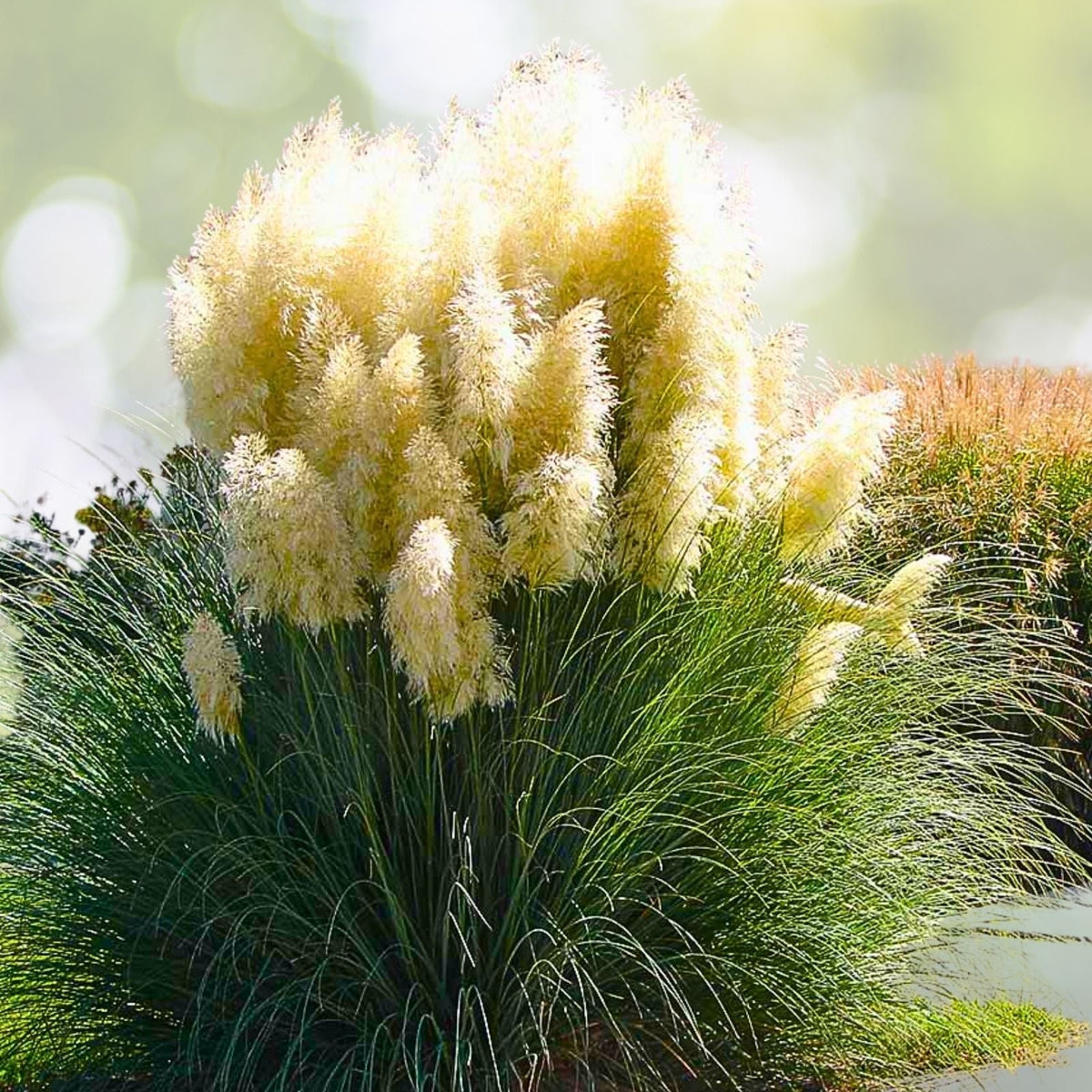 Potted White Pampas Grass 3 Gallon Live Clump - Cortaderia Selloana - Fully Rooted Decorative Plant for Home and Garden