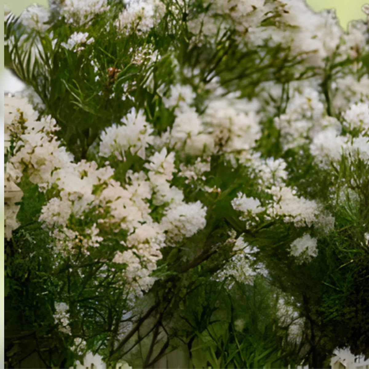White Tea Tree Seeds - Snow in Summer - Melaleuca linariifolia - Hardy Shrub - 50+ Seeds for Garden, Landscaping, and Horticulture
