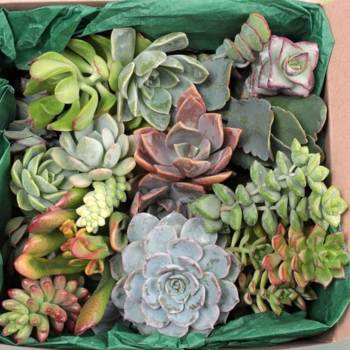 12 Large Live Succulent and Cactus Cuttings - Assorted Varieties for Garden and Home Decor - Easy Care Starter Plants