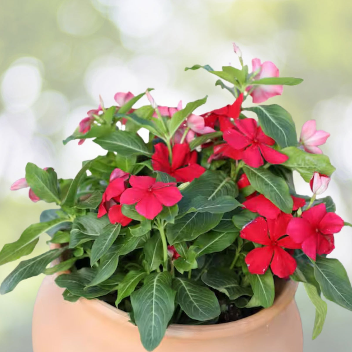 Bright Red Vinca Plant 5" Pot | Catharanthus roseus | Madagascar Periwinkle | Indoor Garden Decor