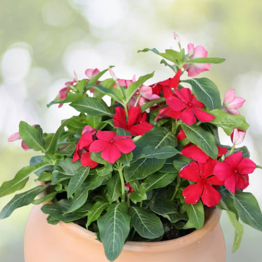 Bright Red Vinca Plant 5" Pot | Catharanthus roseus | Madagascar Periwinkle | Indoor Garden Decor