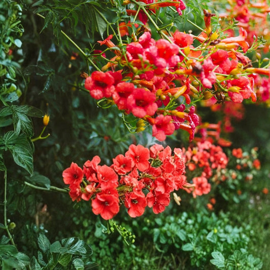 Trumpet Vine Seedlings 5-Pack, Hummingbird Attractant, Campsis radicans, Live Plants for Southern Alabama