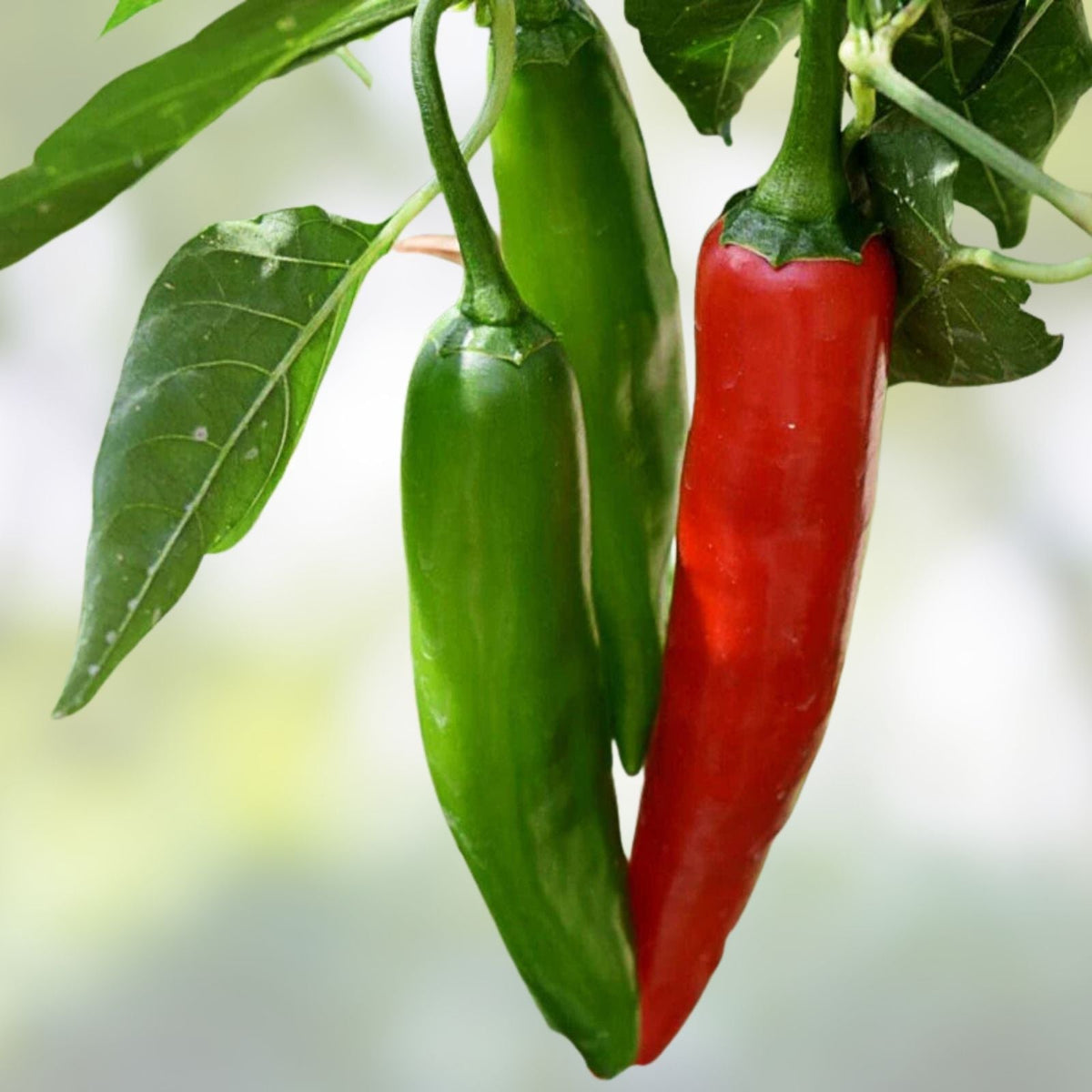 Serrano Pepper Seeds 500 Count Heirloom Non-GMO Hot Chile Capsicum annuum for Garden, Cooking, and Spicy Peppers