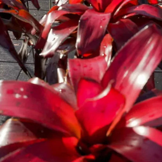 Bromeliad Plant 6" Neoregelia Malbec - Tropical Indoor Houseplant - Live Plant Delivery - Home Decor Plant