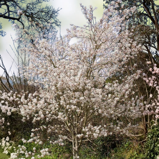 Serviceberry Live Plant Set of 2 – 16-24 Inches, Amelanchier arborea, Tall Shrub with White Flowers & Reddish Purple Berries