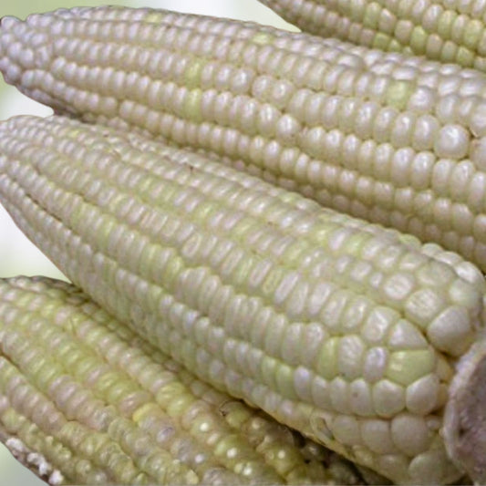 Heirloom Corn Seeds White Stowell's Evergreen 20+ Seeds Sweet Flavor Zea mays Non-GMO Organic Planting Seeds