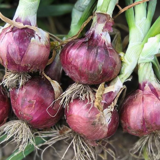 Burgundy Red Onion Seeds - Short Day Heirloom Non-GMO Allium cepa 25+ Seeds for Gardening and Cooking