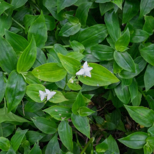 Unrooted Plant Cutting – Green Wandering Jew, Tradescantia Aurea 'Inch Plant' – 12 Inches Long for Propagation