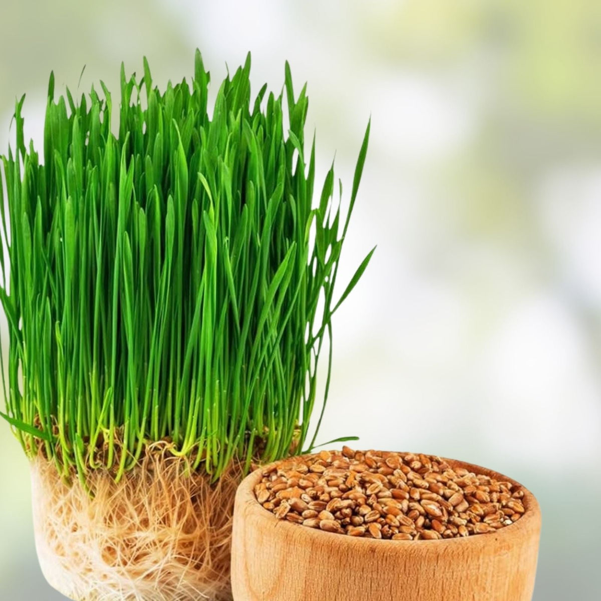 Bamboo Seeds for Planting – 300+ Exotic Fast-Growing Varieties – Ships from Iowa, USA
