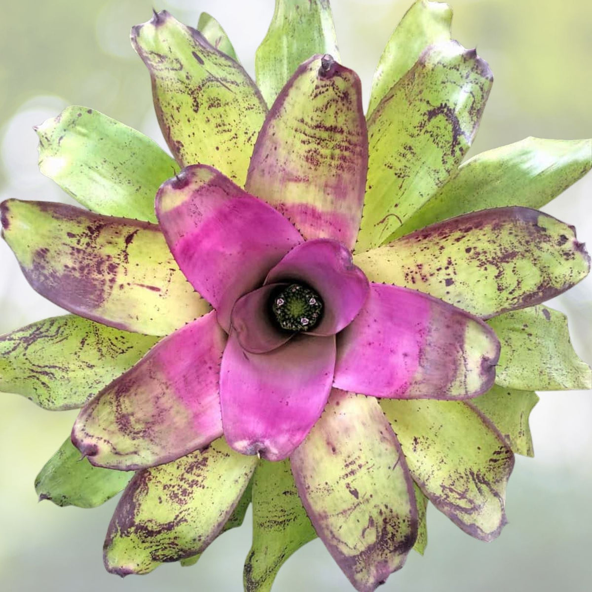 Bromeliad Plant 8" Pot Neoregelia Johannis Variegated Green White Foliage Pink Tips