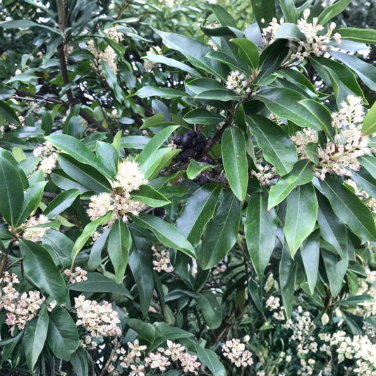 Carolina Cherry Laurel Plant - 1 Live Evergreen Shrub - Prunus caroliniana - Hardy Zones 7-10 - Wild Dug