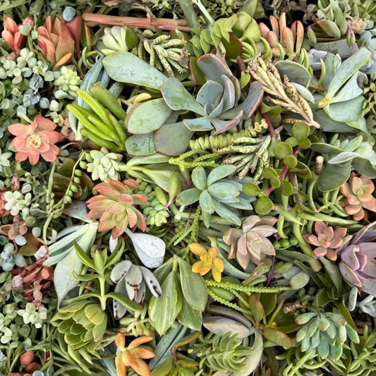 Live Succulent Cuttings Set of 5 Assorted Varieties for Garden Decor and DIY Projects - Easy to Grow Indoor and Outdoor Plants