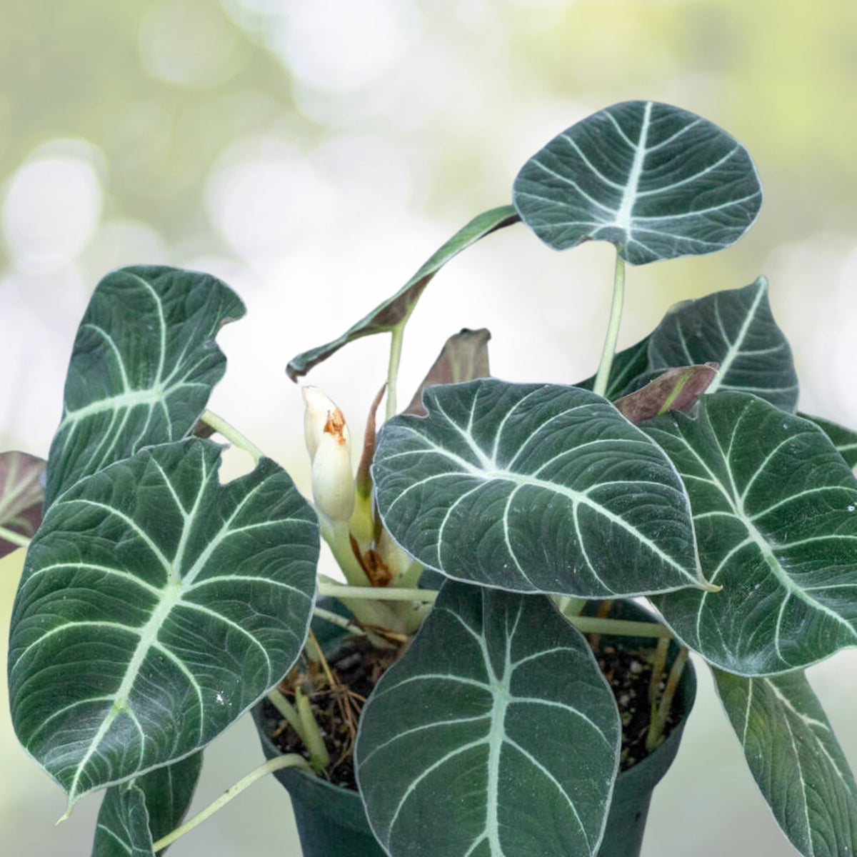Alocasia 'Black Velvet' 6" Pot | Dark Leaves with Silver Veins | Compact Perennial Houseplant | Alocasia reginula