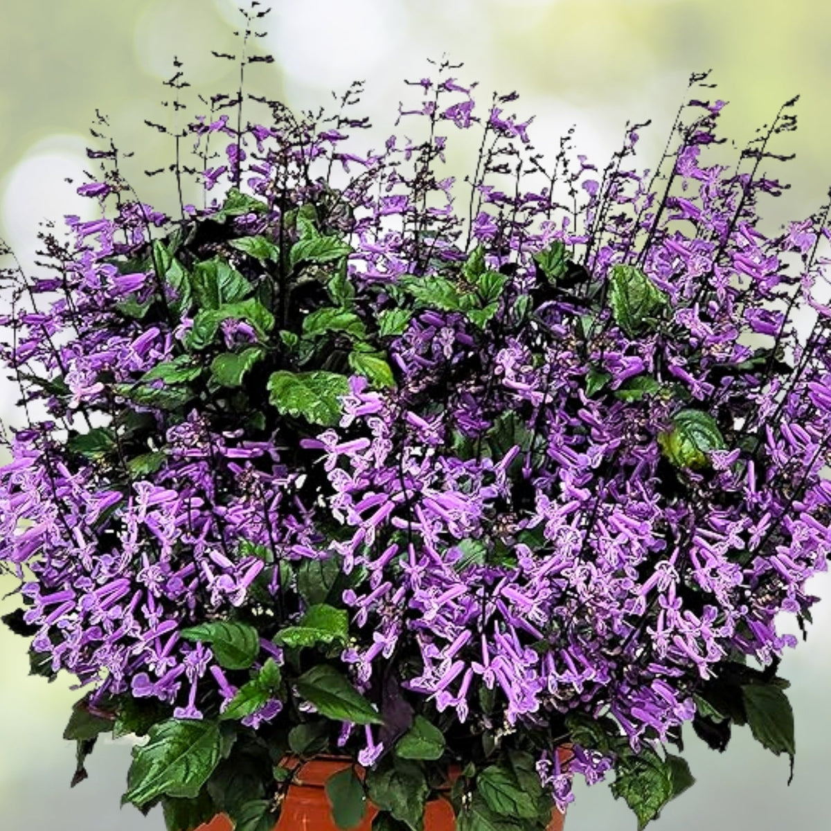 Mona Lavender Live Plant 5in Pot | Plectranthus 'Mona Lavender' | Easy Care Perennial with Vibrant Purple Flowers