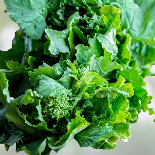 Broccoli Raab Seeds - 25+ Heirloom Rapini Seeds - Delicious Brassica rapa Variety for Gardening and Cooking