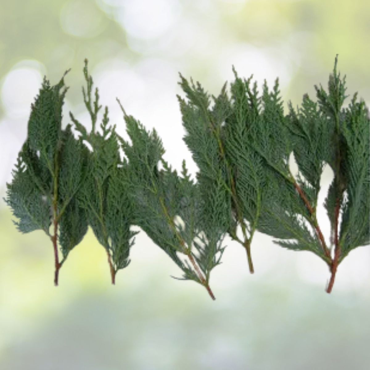 Leyland Cypress Tree Cuttings - 6+2 Free Fresh Evergreen Cuttings for Fast Growth - Cupressocyparis leylandii