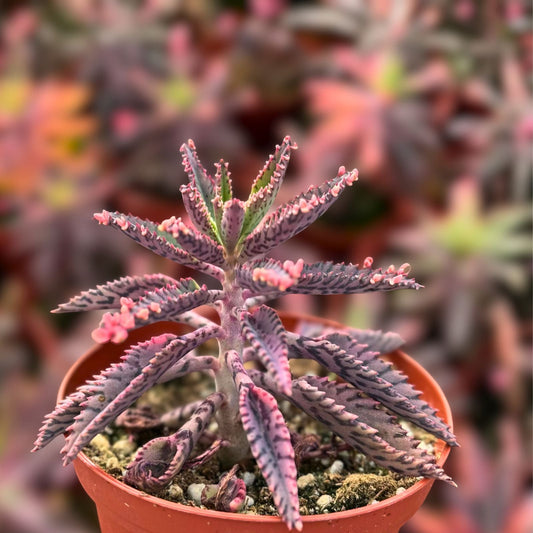 Kalanchoe Plant 4" Pot Pink Butterfly Succulent Kalanchoe eriophylla Low Maintenance Indoor Outdoor Decor