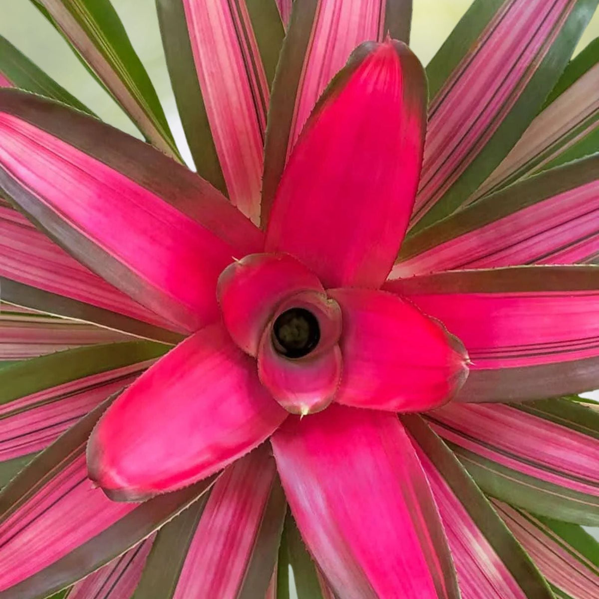 Neoregelia Plant 6" Pot Dragon Variety Tropical Bromeliad Neoregelia spp. Healthy Disease-Free Home Decor Plant