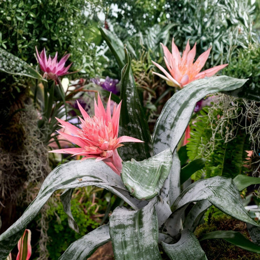 Bromeliad Plant Aechmea Del Mar - Tropical Indoor Houseplant - Colorful Foliage for Home Decor - Unique Aechmea Plant