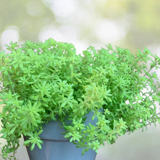 Sedum Golden Moss Live Plant 6" Pot - Goldmoss Stonecrop (Sedum acre) Evergreen Ground Cover with Yellow Flowers