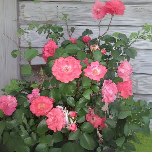 Coral Floribunda Rose Cuttings (4) - Rosa floribunda - Hardy Garden Roses for Planting and Propagation