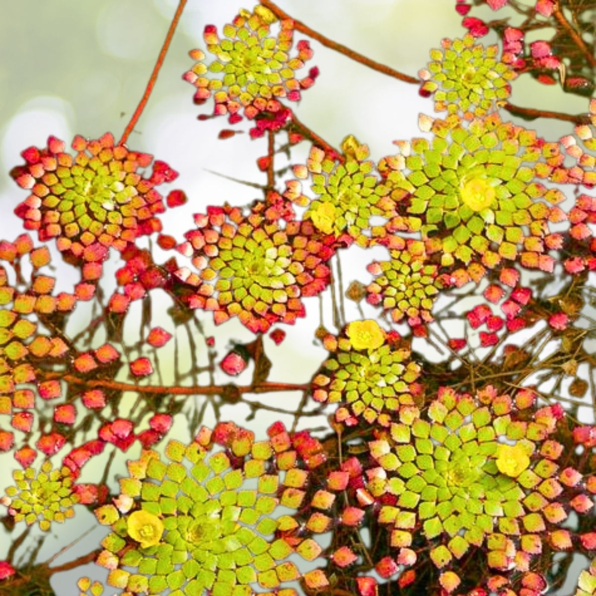 Mosaic Plant 1 Plant - Ludwigia Sedioides - Live Aquarium Aquatic Décor - Easy Care Water Plant for Ponds and Tanks