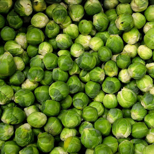 Brussels Sprout Seeds 1000 Count Long Island Variety Non-California Shipping Brassica oleracea USA