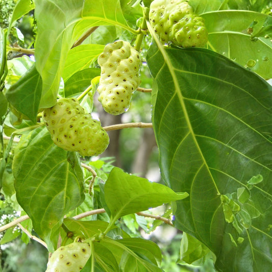 Noni Plant 3 Gallon - Morinda citrifolia - Tropical Fruit for Home Garden, Indoor or Outdoor Plant