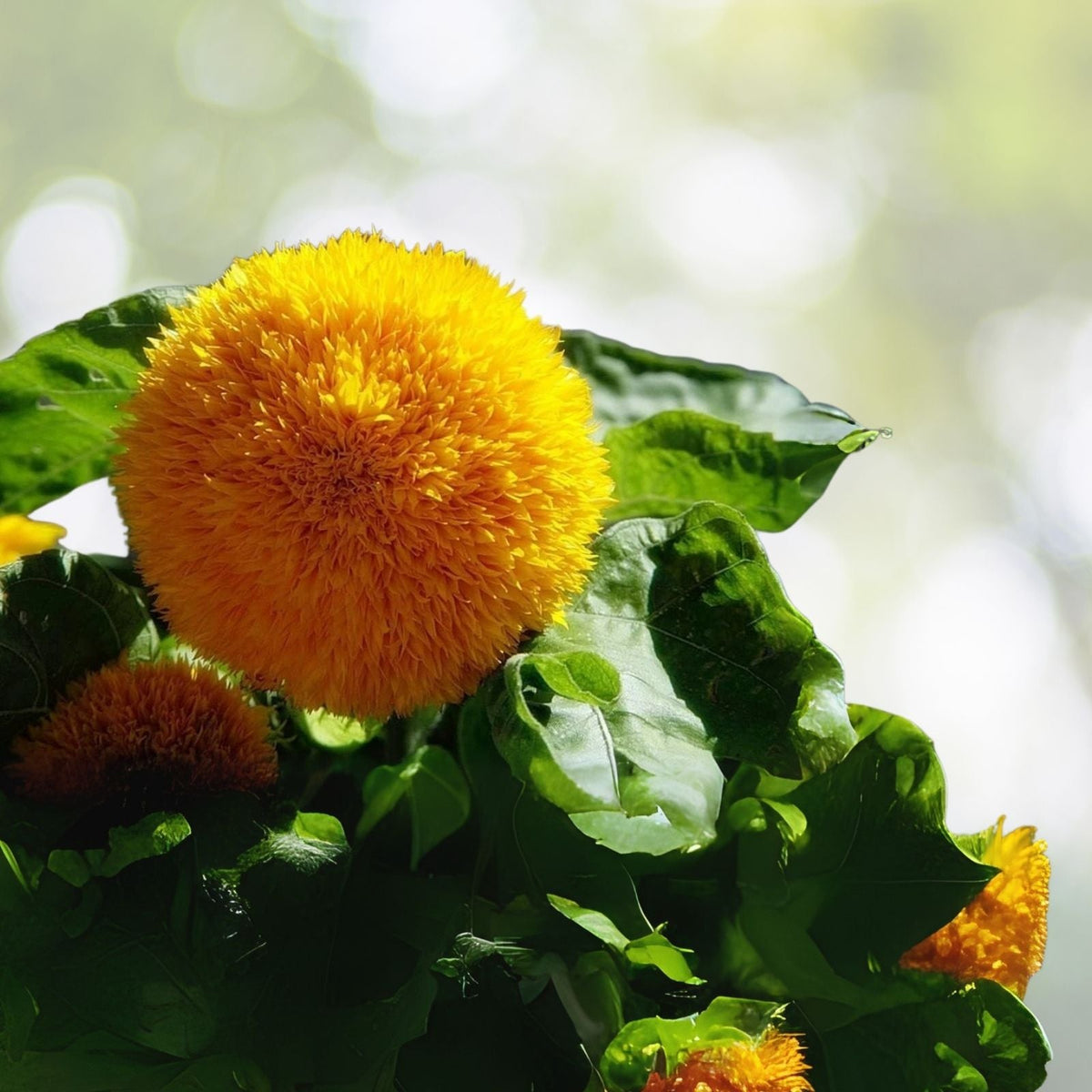 Teddy Bear Sunflower Seeds | 100+ Seeds | Exotic Garden Flower | Helianthus annuus