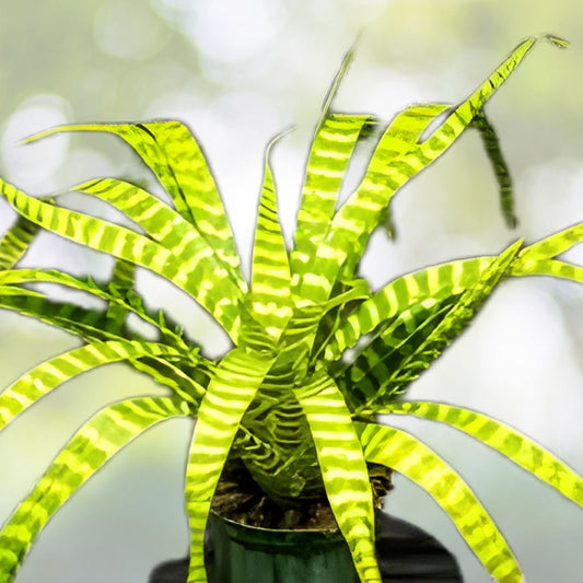Neoregelia Plant 6" Pot Albomarginated Green Pink Blush Foliage Neoregelia stolonifera Indoor Outdoor Landscape Plant