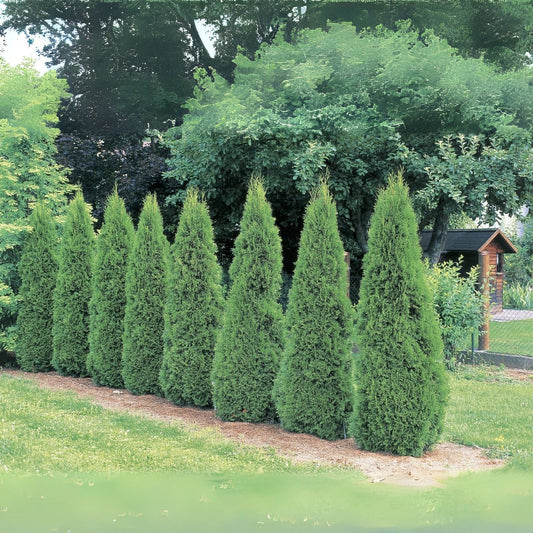 American Arborvitae Tree Seeds - 50 Evergreen Seeds for Property Border - Thuja occidentalis