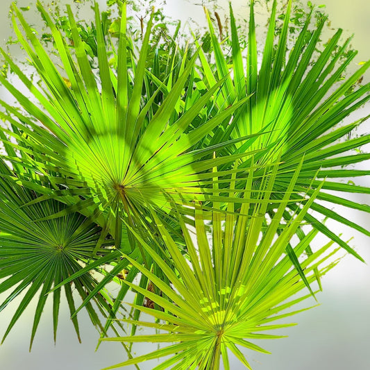 Dwarf Palmetto Plants 5 Live Sabal Minor Cold Hardy Drought Tolerant Southern Tough Zones 7-10