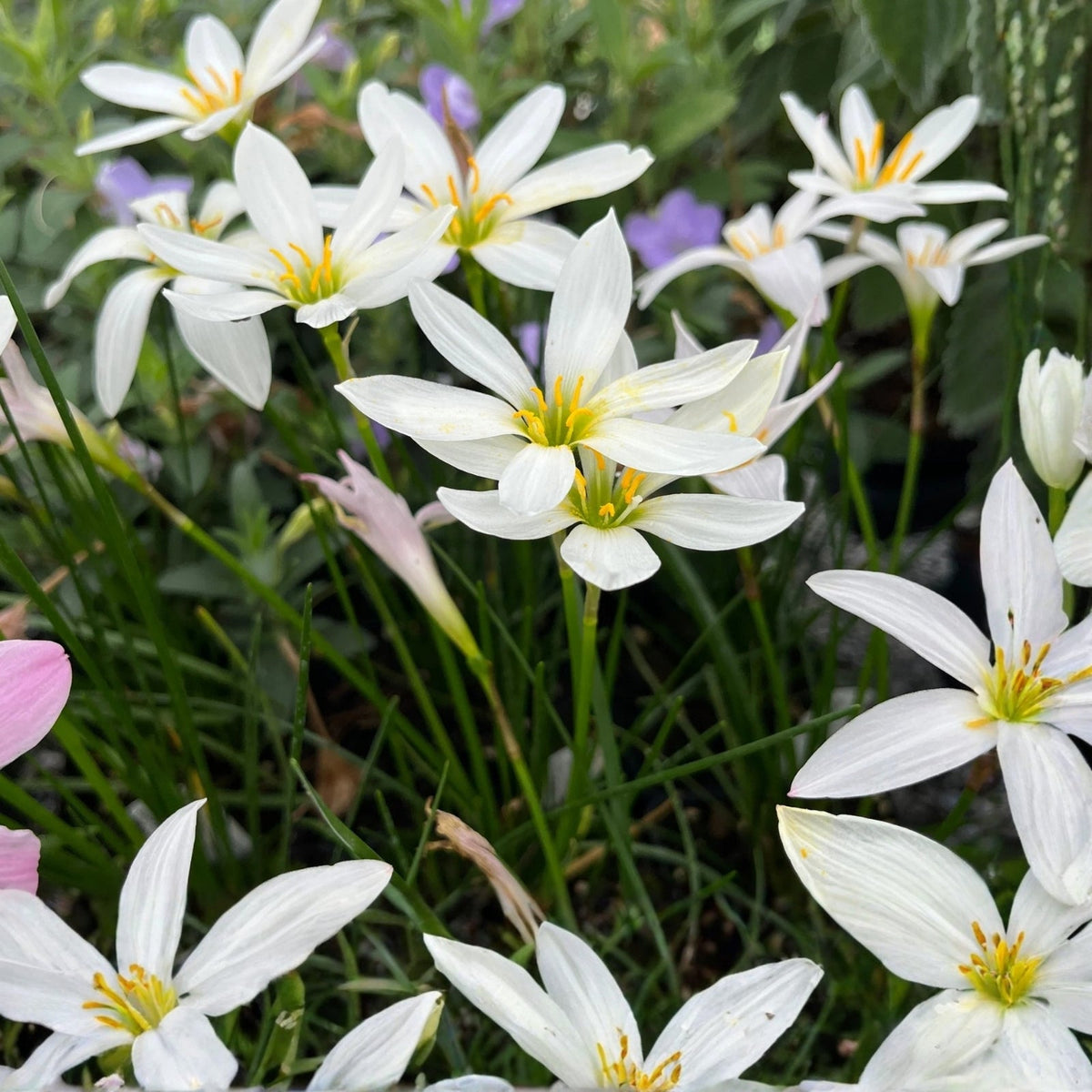 Rainlily White Plant 3" or 6" Pot - Zephyranthes, Fairy Lily, Rain Flower, Amaryllidaceae Family